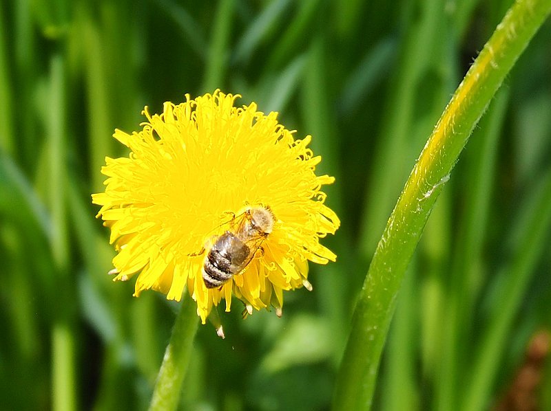 Löwenzahn mit Biene      